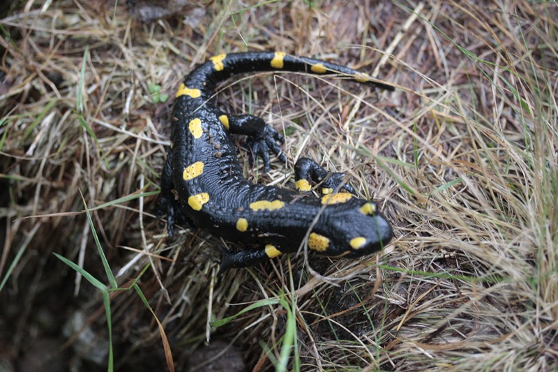 salamandra pezzata
